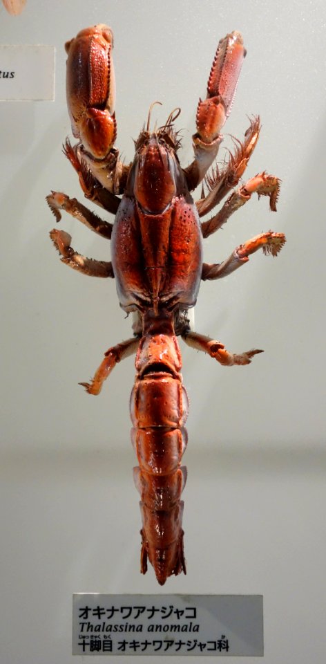Thalassina anomala - National Museum of Nature and Science, Tokyo - DSC07562