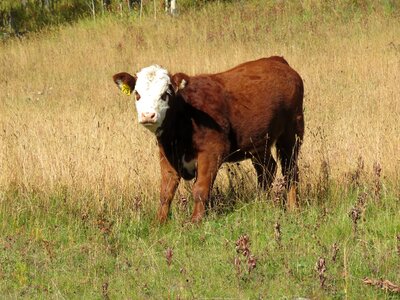 Animal baby brown photo