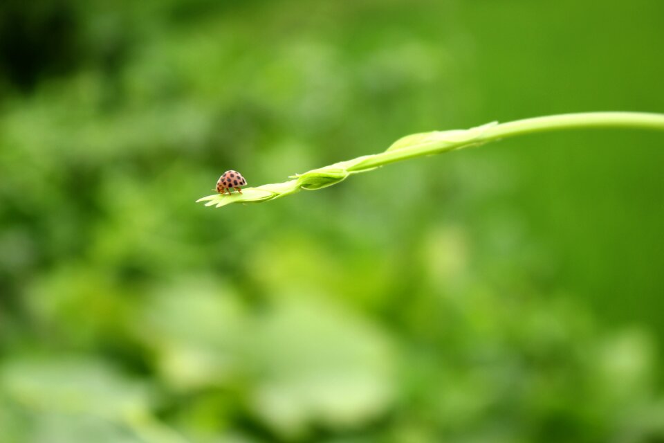 Seven stars insect branches