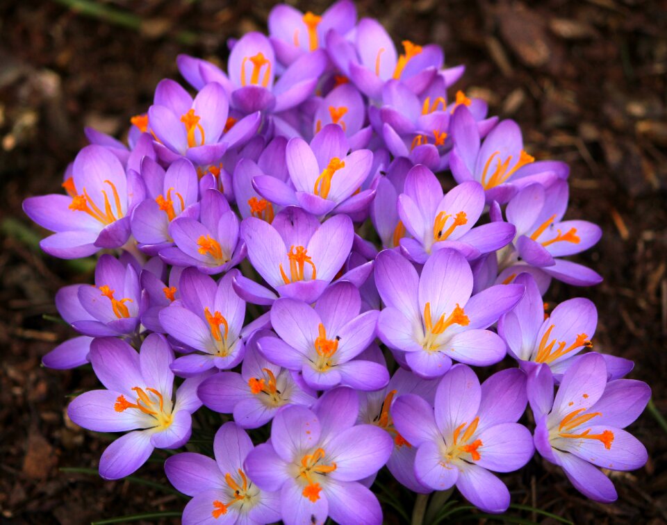 Crocus purple flower spring flower