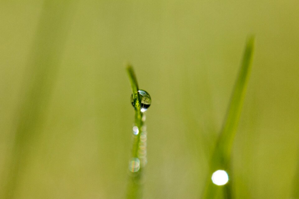 Drop of water morgentau water