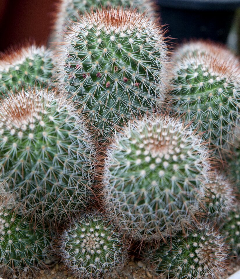 A flower garden flower succulent photo