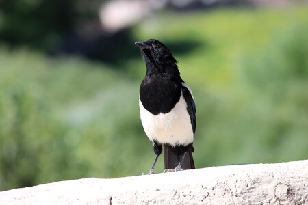 Black crow kashmir photo
