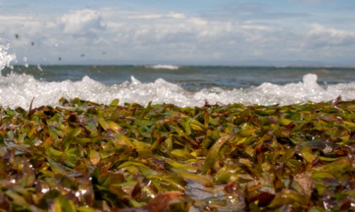 Thalassia testudinum in El Manglillo Beach NE-Venezuela