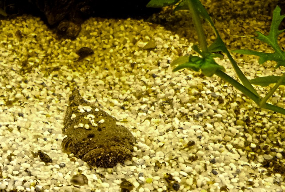 Thalassophryne amazonica - Peru-Krötenfisch (4)