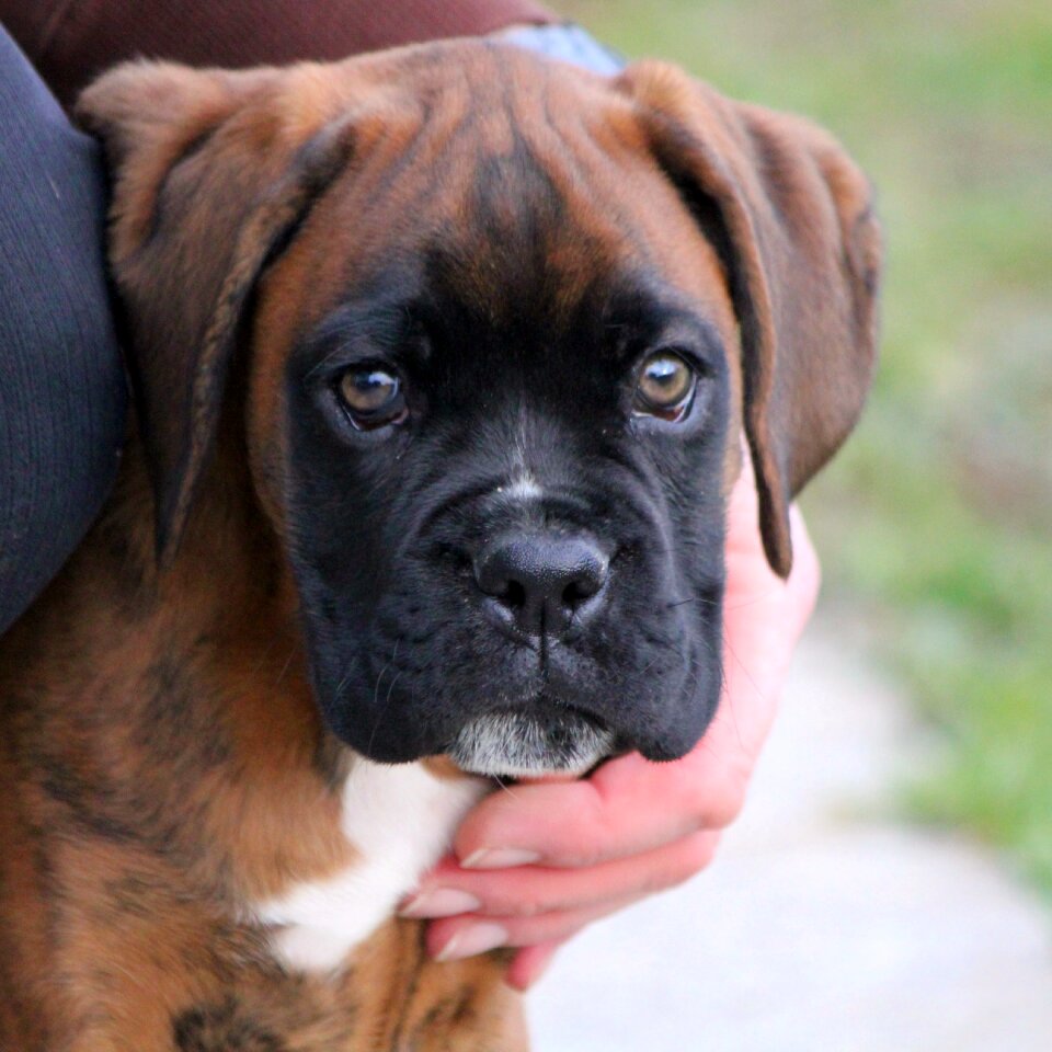 Puppy love for animals guard dog