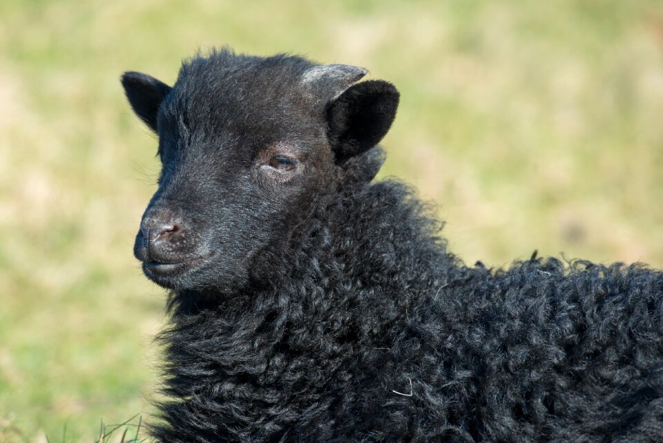 Black helgoland oberland