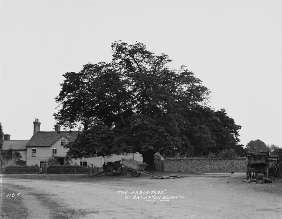 The ' Arbor Tree' Brampton Brian (1295111)