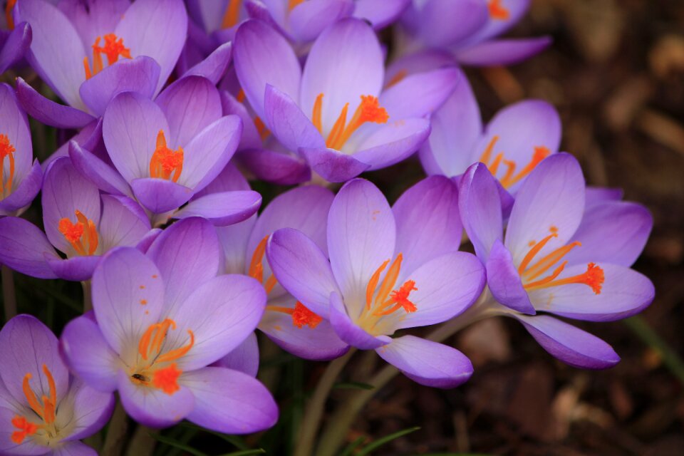 Purple flower crocus spring