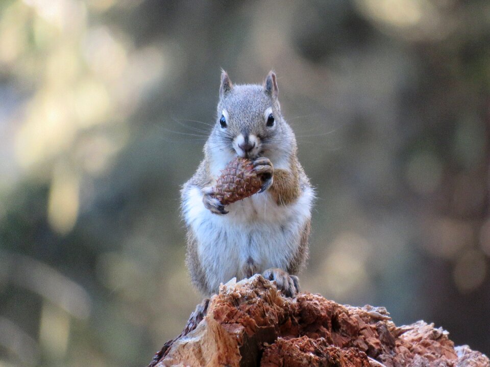 Pinecone rodent nature
