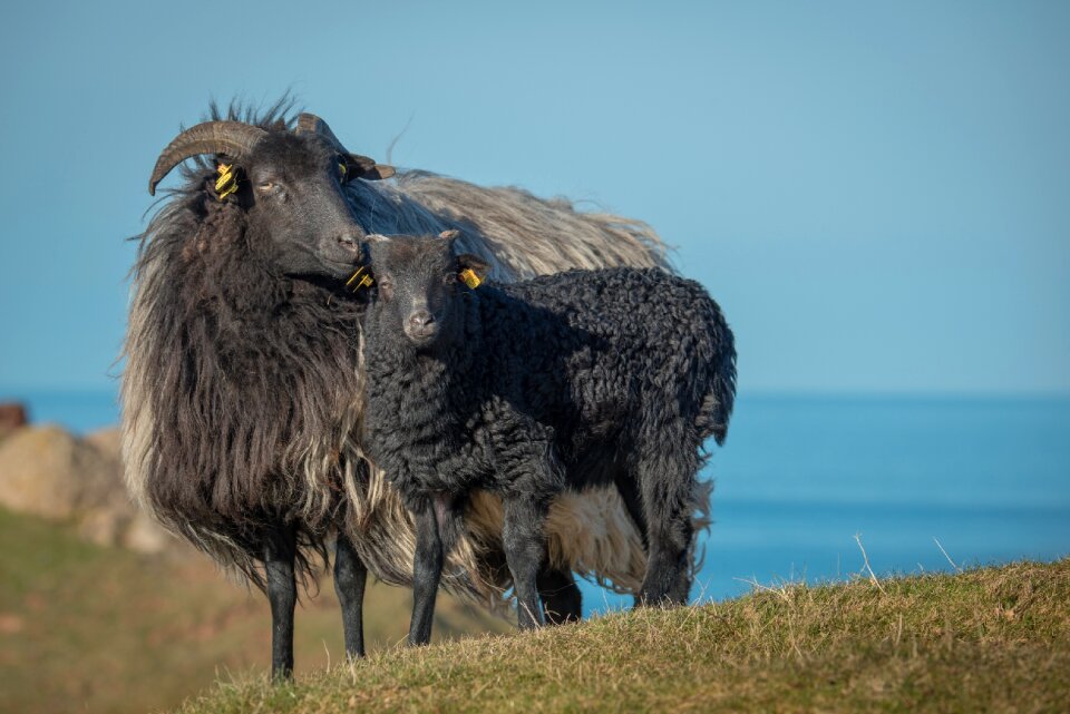 Lamb black helgoland