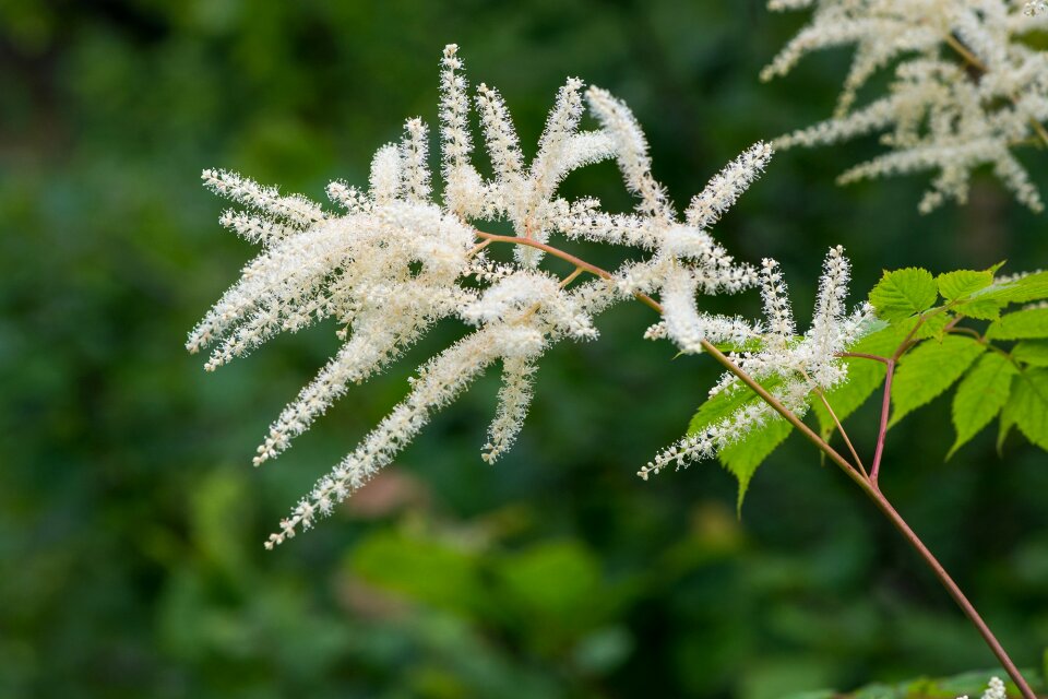 Nature close up plant