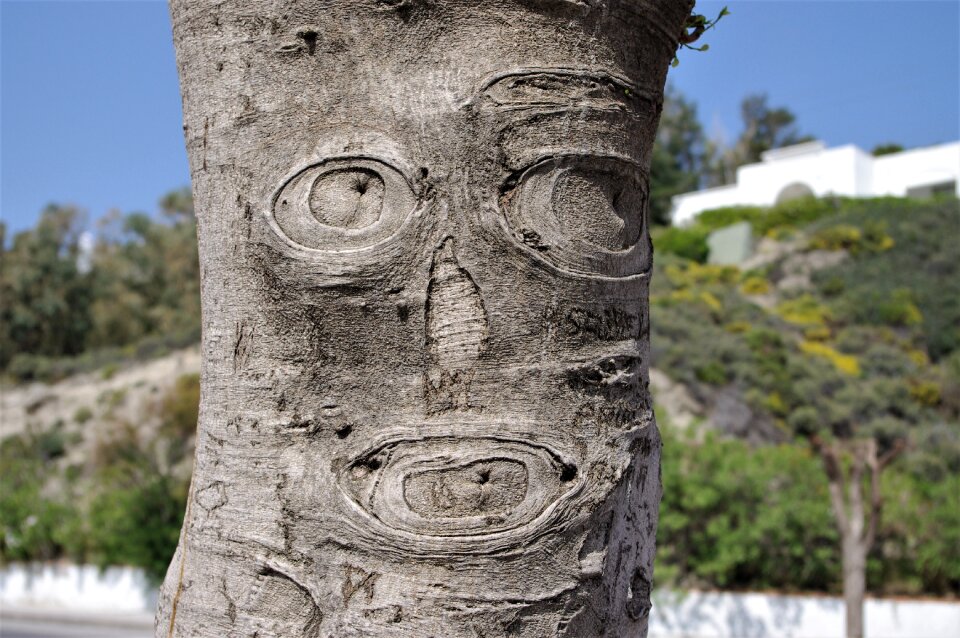 Carved funny tree face