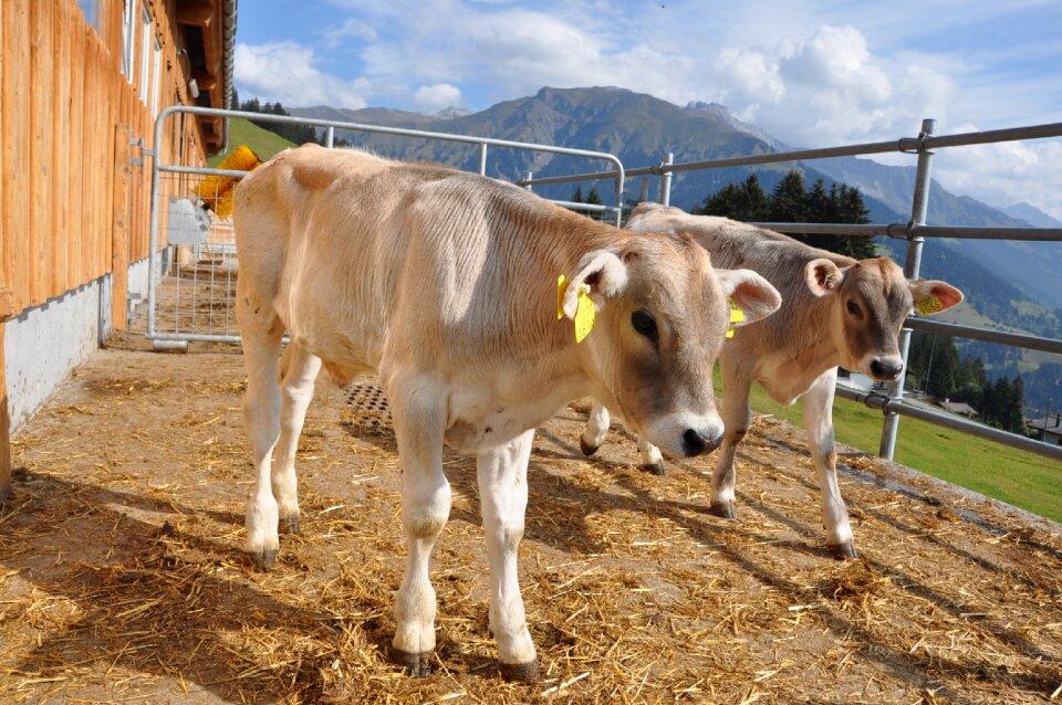 Animal calf prättigau photo