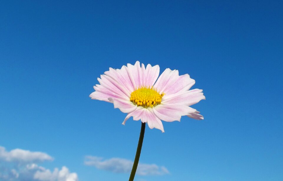 Close pink flower sky