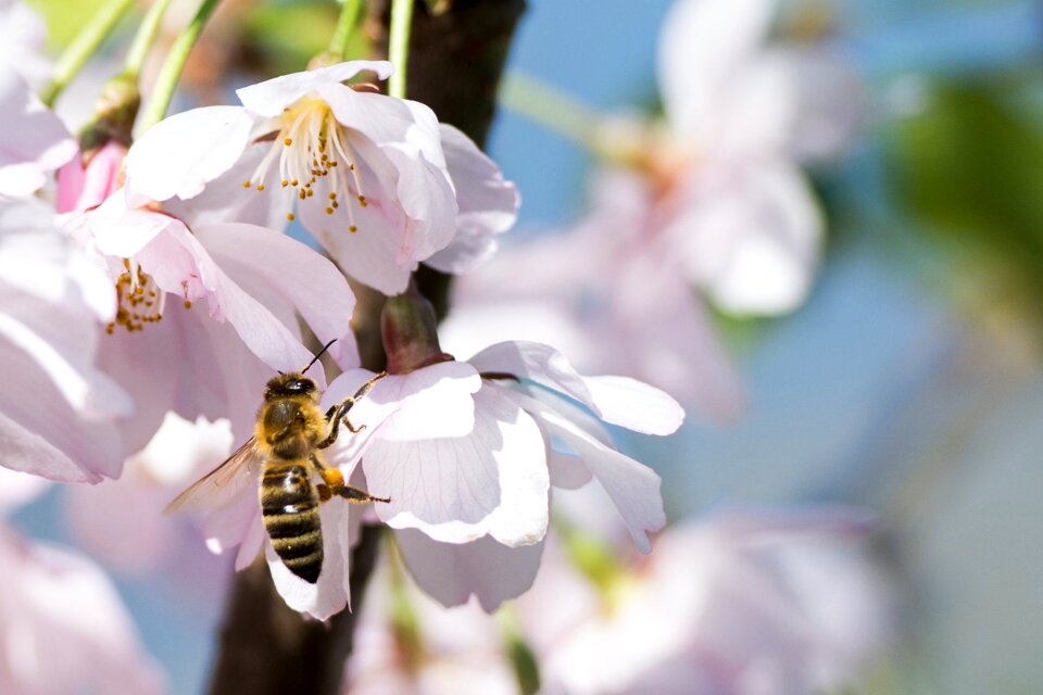 Pollen honey collect