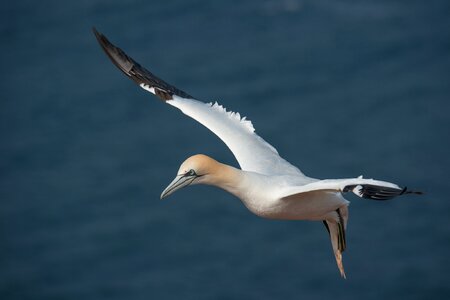 Bird flight nature