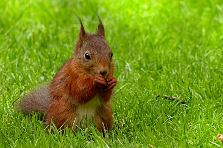 Mammal foraging garden