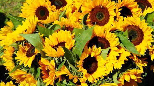 Flora field flowers