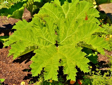 Plant green leaf leaf veins