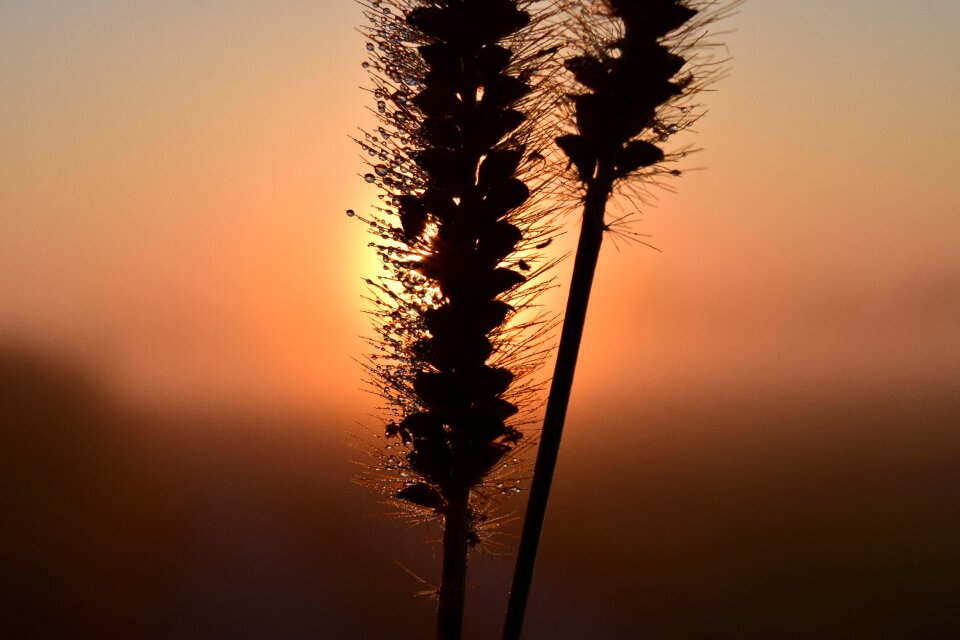 Nature red morgenrot