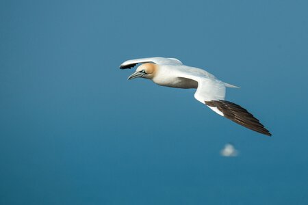 Bird flight nature
