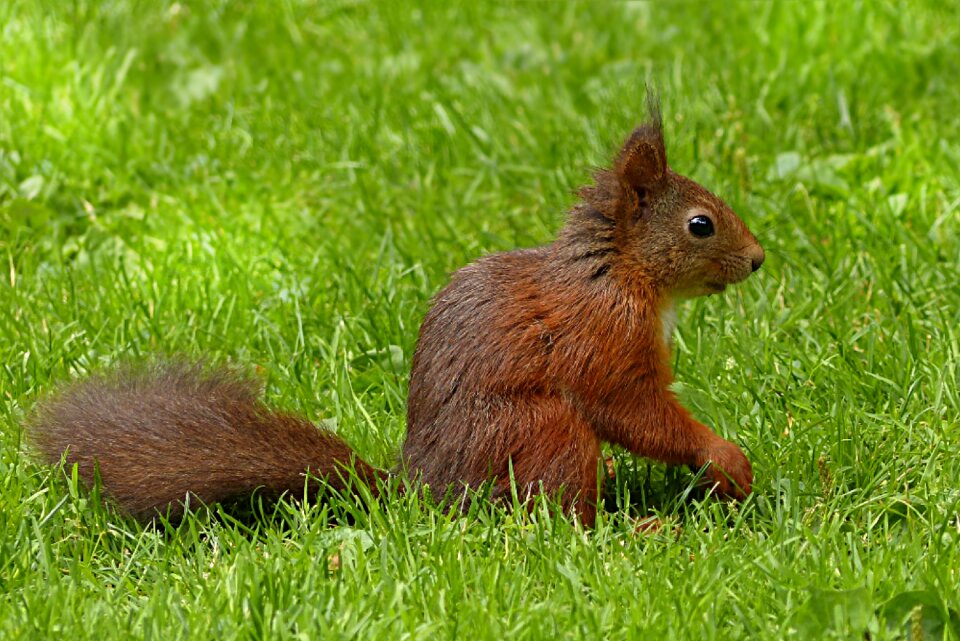 Mammal foraging garden
