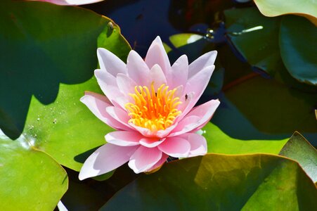 Water rose nuphar lutea pond plant
