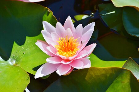 Water rose nuphar lutea pond plant photo