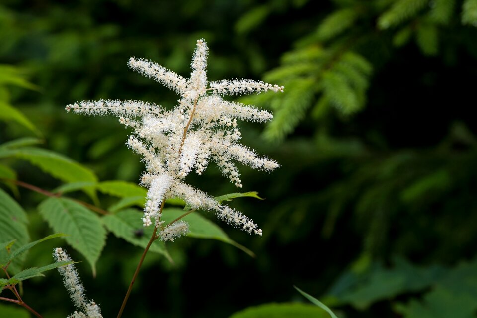 Nature close up plant