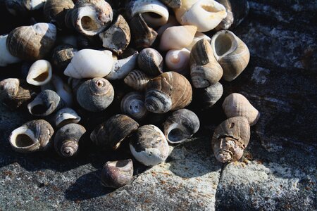 Sea shells shells gray rock