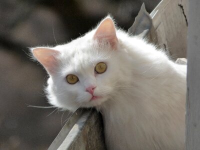 Animals fluffy cat white cat photo