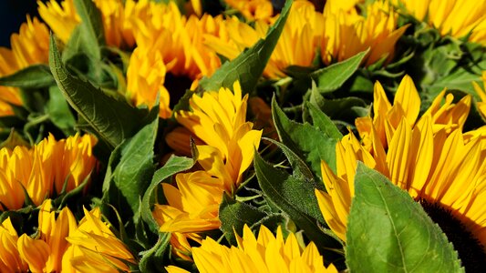 Flora field flowers