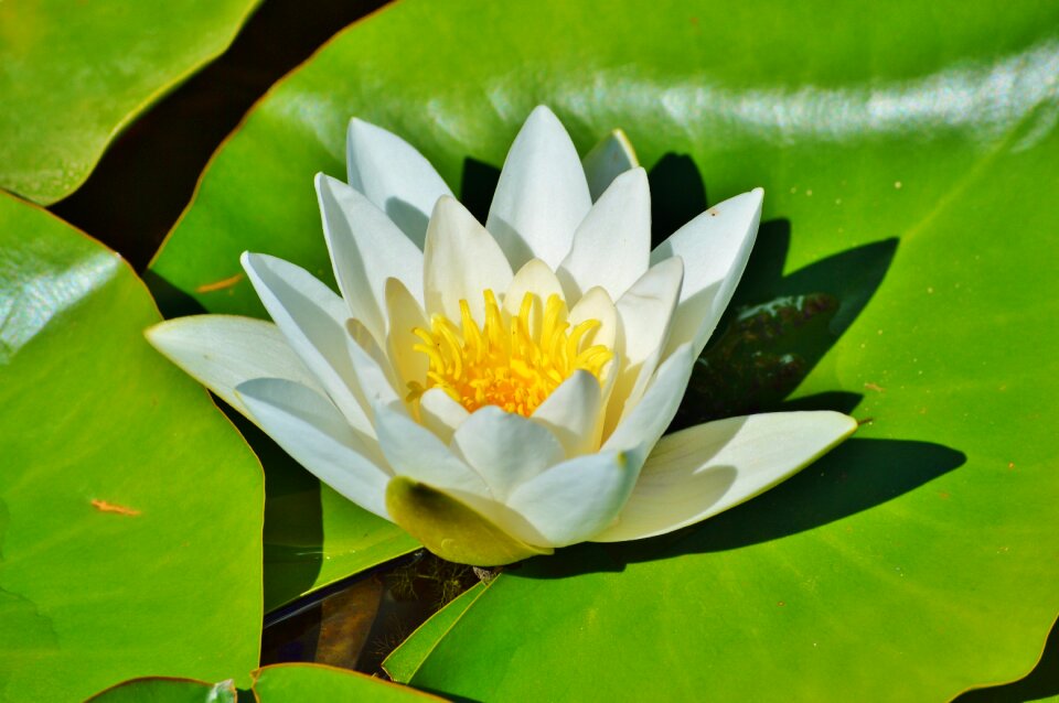 Water rose nuphar lutea pond plant