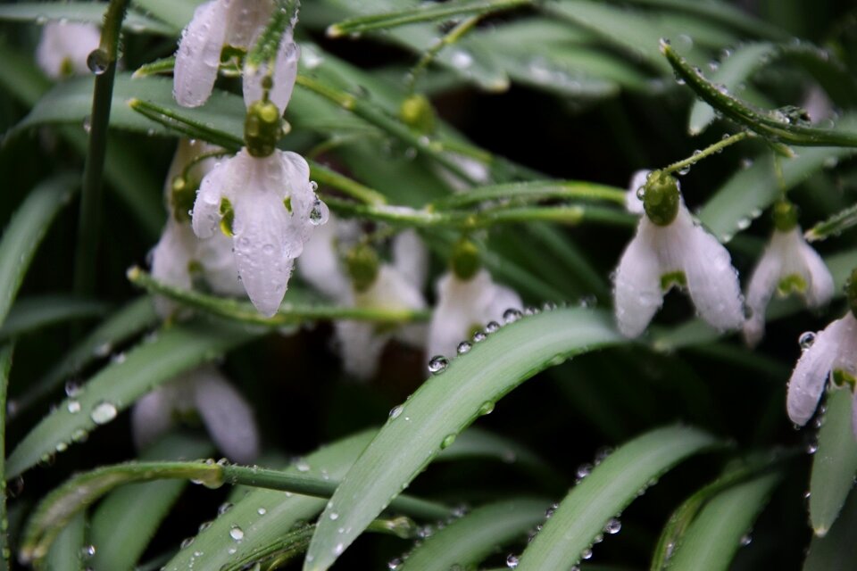 Nature flower white