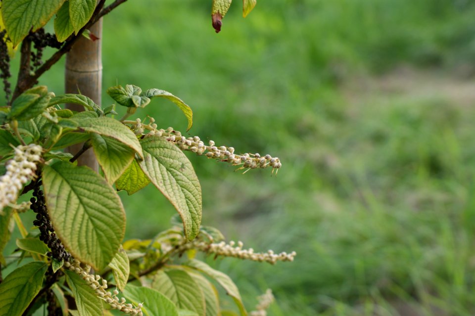 Tharandt clethra acuminata