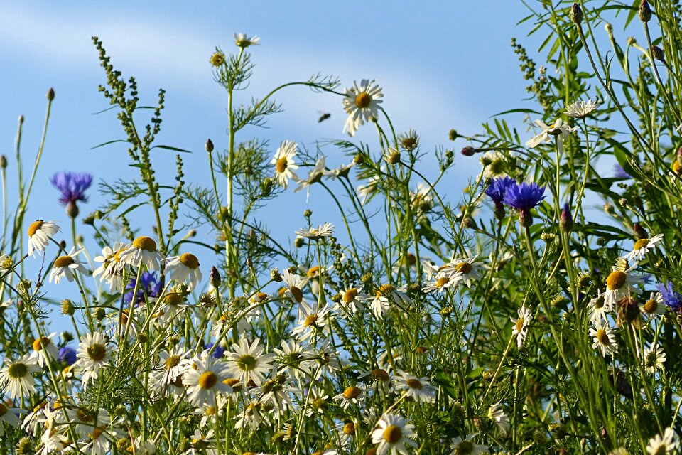 Chamomile summer blue sky