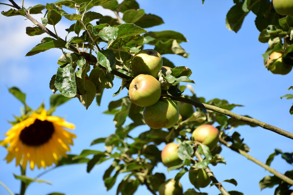 Fruit summer time flower