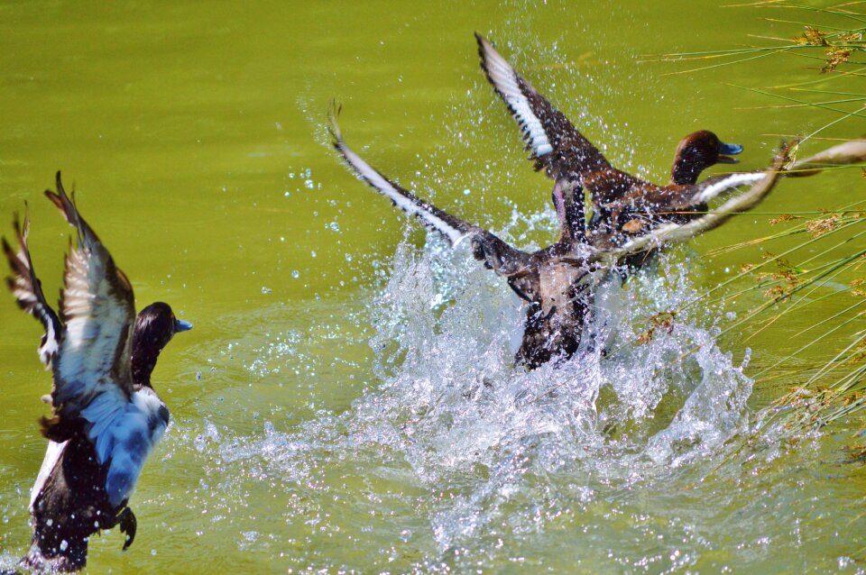 Duck bird pond bird