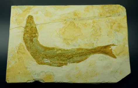 Tharsis dubius - Museum fur Naturkunde, Berlin - DSC00001