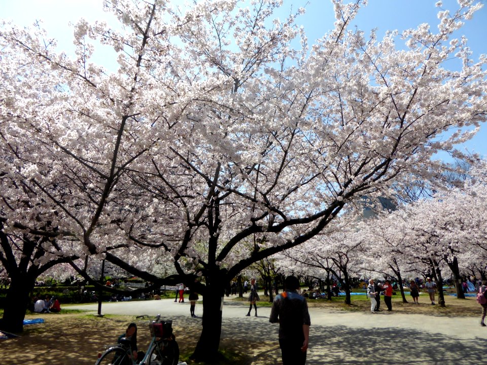 The cherry-tree-lined in Osaka Castle Park