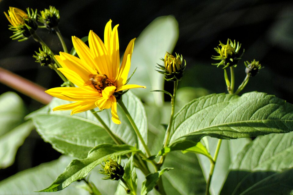 Summer flowers summer blossom