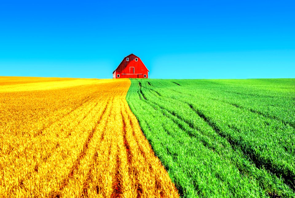 The Color Harvest (229880753)