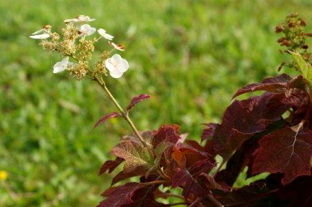 Tharandt hydrangea quercifolia