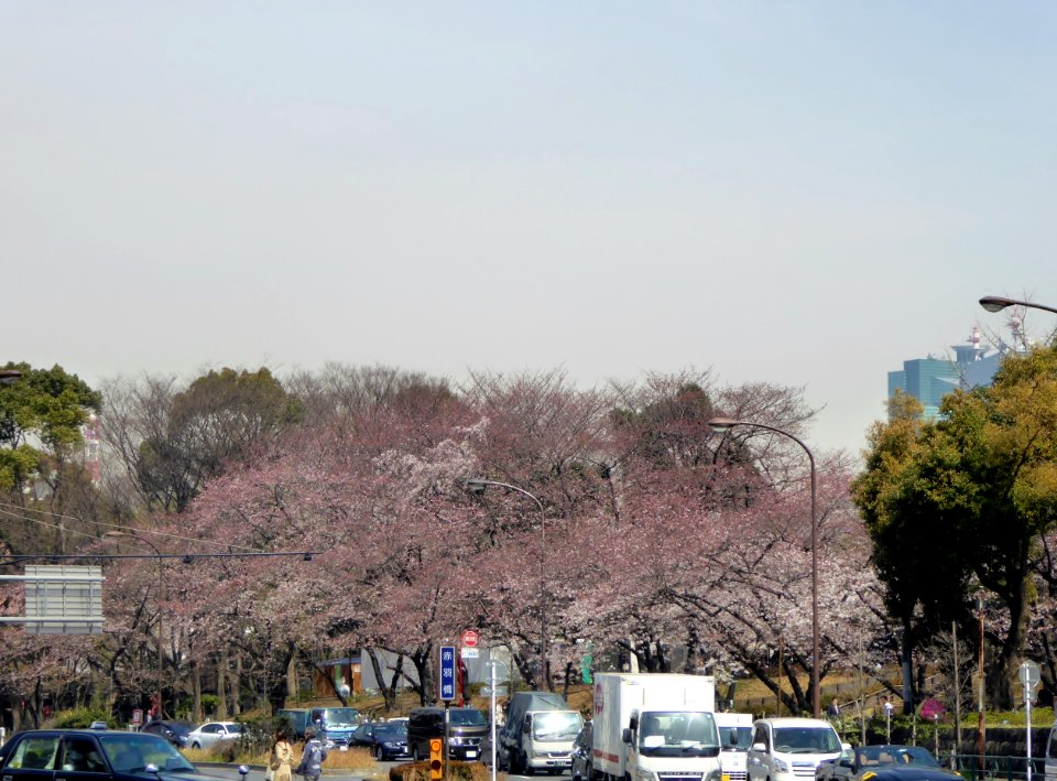 The cherry-tree-lined path near Akabanebashi Station (2)