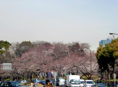 The cherry-tree-lined path near Akabanebashi Station (2)