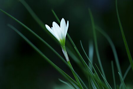 Flower flora plant photo