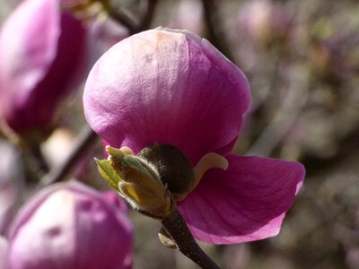 Magnolia spring flowers photo