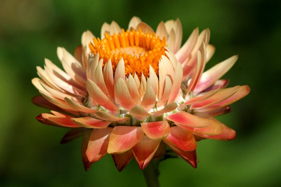 Salmon plant bloom