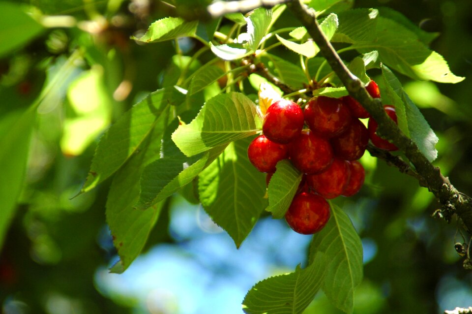 Summer red cherry